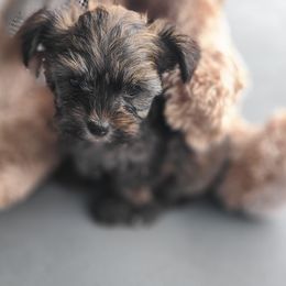 Morkie Puppies from Cristy's Morkies