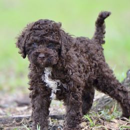 Delphinus - Brown female Lagotto Romagnolo puppy in St. Augustine, Florida from LBK & Ancient City