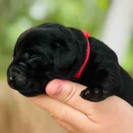 Freedom Ranch Labradors - Pink Collar - Black female Labrador Retriever puppy in Davidsonville, Maryland from Krys Ruth