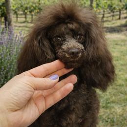 Coffee - Brown male Poodle puppy in Anza, California from Top Shepherd - Snow Angels Bichon Frisé, Maltise, toy Poodles.