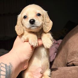 Sunny - Cream male Dachshund puppy in Hornbeck, Louisiana from A&Z Mini Dachshunds