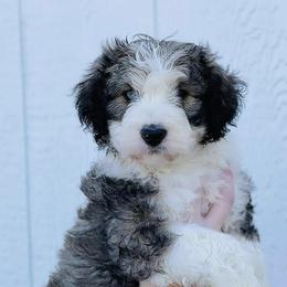 Aussiedoodles and Cockapoos from Dark Corner Doodles