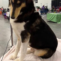 Franklin - Collie
