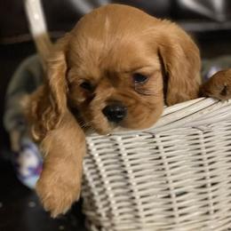 Cavalier King Charles Spaniel Puppies from F-Stop Cavaliers