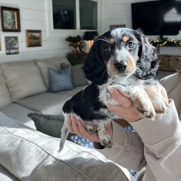 Girl 1 - Piebald female Dachshund puppy in Kingwood, Texas from Southern Pearl Doxies