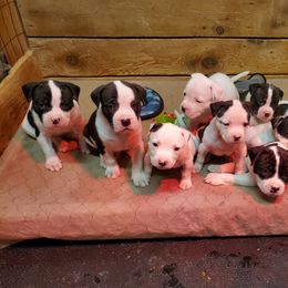 American Bulldog Puppies from Northern Woods American Bulldogs