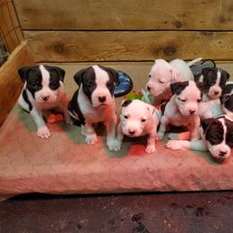 American Bulldog Puppies from Northern Woods American Bulldogs