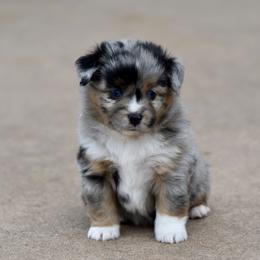 Comet - Blue merle male Miniature Australian Shepherd puppy in Wichita Falls, Texas from Shooting Stars Ranch Toy and Mini Aussies