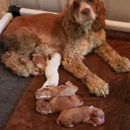 Cockapoo, Cocker Spaniel, and Goldendoodle Puppies from Robbin's Treasures