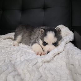 Girl 3 - Black and white female Pomsky puppy in Cedar City, Utah from Pomsky Play-ce