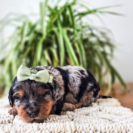 Ophelia - Merle female Bernedoodle puppy in Gaylord, Michigan from Dog Mom Co. Doodles