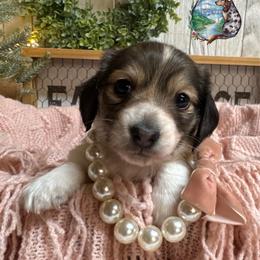 Topanga - Piebald female Dachshund puppy in Fayetteville, West Virginia from Loop Creek Dachshunds