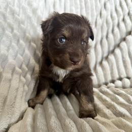 Pearl - Red tri female Miniature Australian Shepherd puppy in New Hampton, Iowa from Full River Australian Shepherds