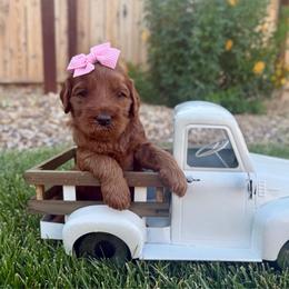 Sparkle - Red  female Goldendoodle puppy in Las Vegas, Nevada from Bridges Goldendoodles