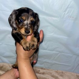 Girl 1 - Dapple female Dachshund puppy in Modesto, California from Torres Dachshunds