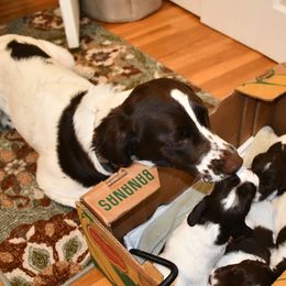 Drentsche Patrijshond and Spinone Italiano Puppies from Two Gun Kennels