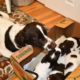 Drentsche Patrijshond and Spinone Italiano Puppies from Two Gun Kennels