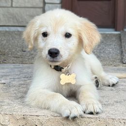 Winston - Light golden male Golden Retriever puppy in Wolcott, Indiana from Sunnyside Meadows Goldens