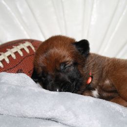 Belgian Malinois Puppies from Pyrex Kennels