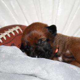 Belgian Malinois Puppies from Pyrex Kennels