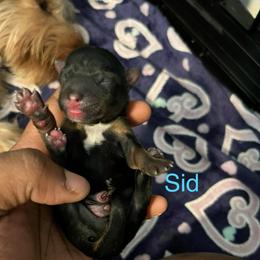 Sid - Black and tan male Yorkipoo puppy in Gastonia, North Carolina from Precious pups dynasty kennel