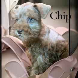Chocolate Chip - Merle male Schnoodle puppy in Kentucky from Mrs Bs Teeny Schnauzers & Doodles