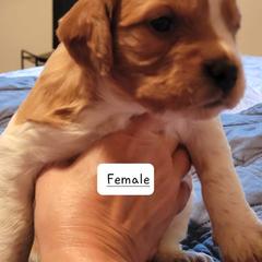Girl 3 - French Brittany puppy in New Florence, Pennsylvania from Laurel Furnace Bretons