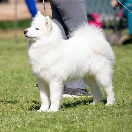 Zoomie - Samoyed