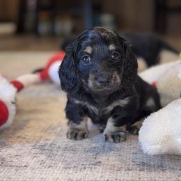 Daisy - Black and cream female Dachshund puppy in Hornbeck, Louisiana from A&Z Mini Dachshunds