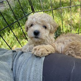 Australian Shepherd and Poodle Puppies from The Mason Farm