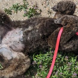 Bernedoodles and Goldendoodles from Front Range Family Doodles