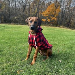 Rhodesian Ridgeback All Grown Up from Chicora Rhodesian Ridgebacks