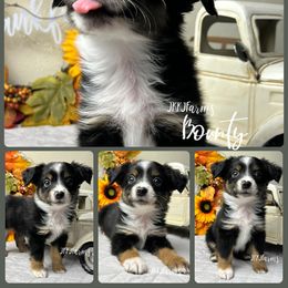 4 - Bounty - Black tri male Miniature American Shepherd puppy in Huntington, Texas from JKKJ Farms