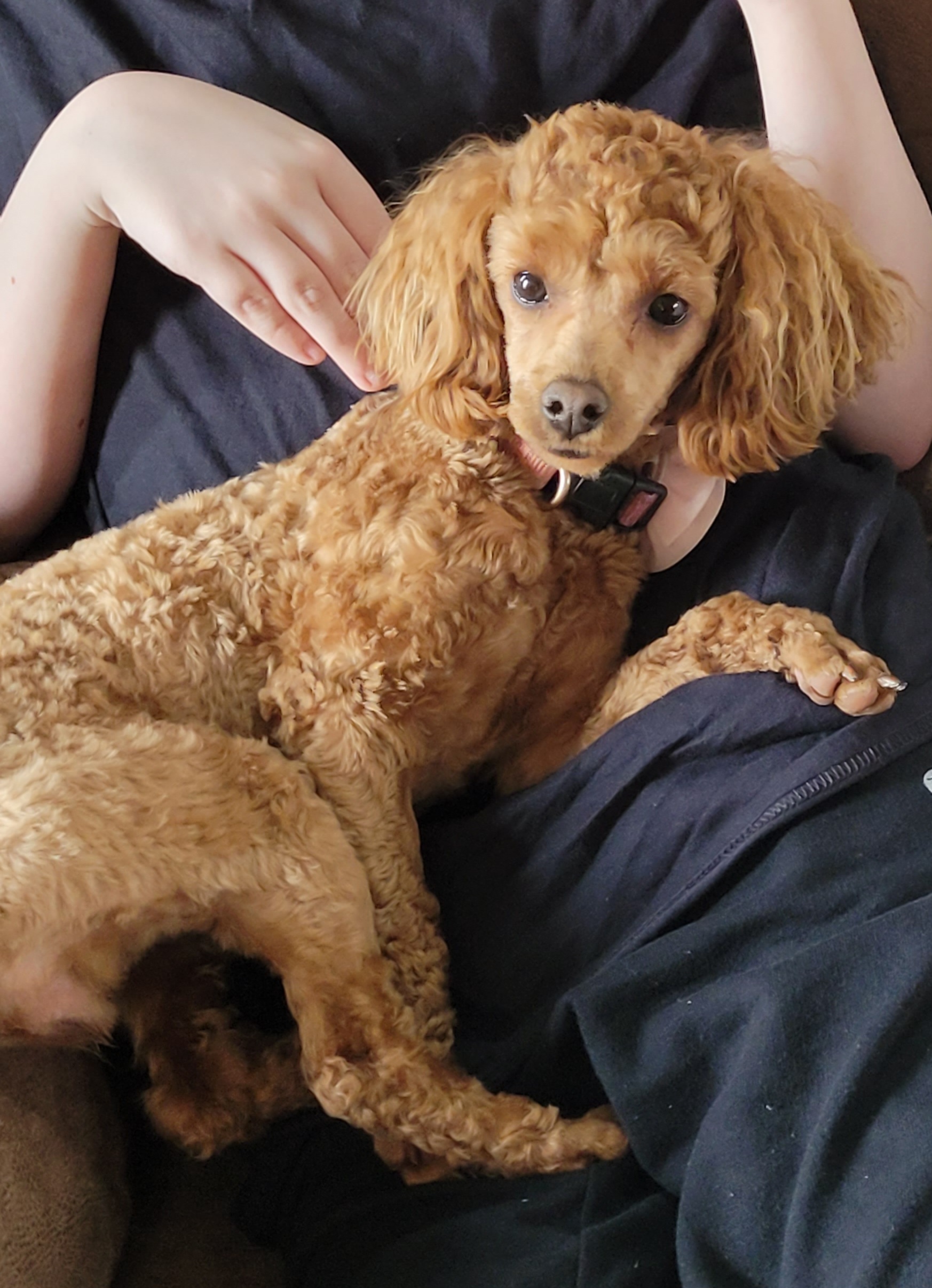 Poodles from Blue Eye Hills