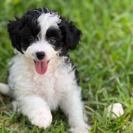Rip - Black and white male Aussiedoodle puppy in Liberty, Texas from Poodles and Doodles Most Excellent Adventures