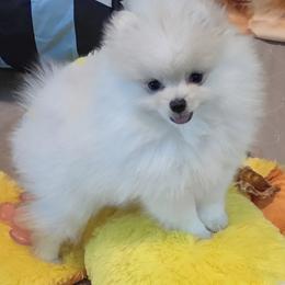 Pomeranian puppies from Pepplers Poms