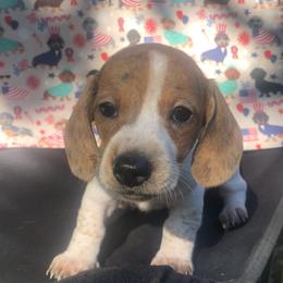 Dachshund Puppies from Vibrant Eyes Doxies