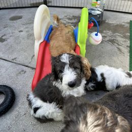 Goldendoodle Puppies from Lover Dover Doodles