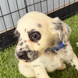 Ace - long coat - White and black male Dalmatian puppy in Sedalia, Missouri from Missouri Dalmatians