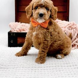 Alfie - Red  male Goldendoodle puppy in North Carolina from NC Doodle Puppies