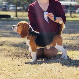 Colt - Beagle