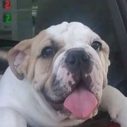 Bulldogs from Big Bad Beast Kennels