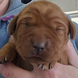 Bonita - Yellow female Labrador Retriever puppy in Sidney, Nebraska from Nebraska Strong Labradors