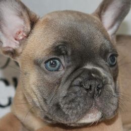 French Bulldogs from Derby Ranch French Bulldogs