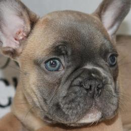French Bulldogs from Derby Ranch French Bulldogs