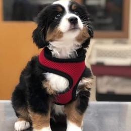 Miniature Australian Shepherd and Toy Australian Shepherd Puppies from Crazy 8 Toy/ Mini Aussies