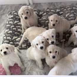 Goldendoodle, Golden Retriever, Poodle, and Shih Tzu Puppies from Platinum Paws Puppies