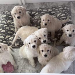 Goldendoodle, Golden Retriever, Poodle, and Shih Tzu Puppies from Platinum Paws Puppies