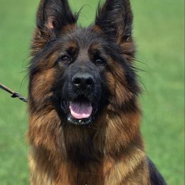 Ona - German Shepherd