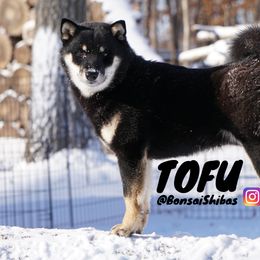 TOFU - Shiba Inu